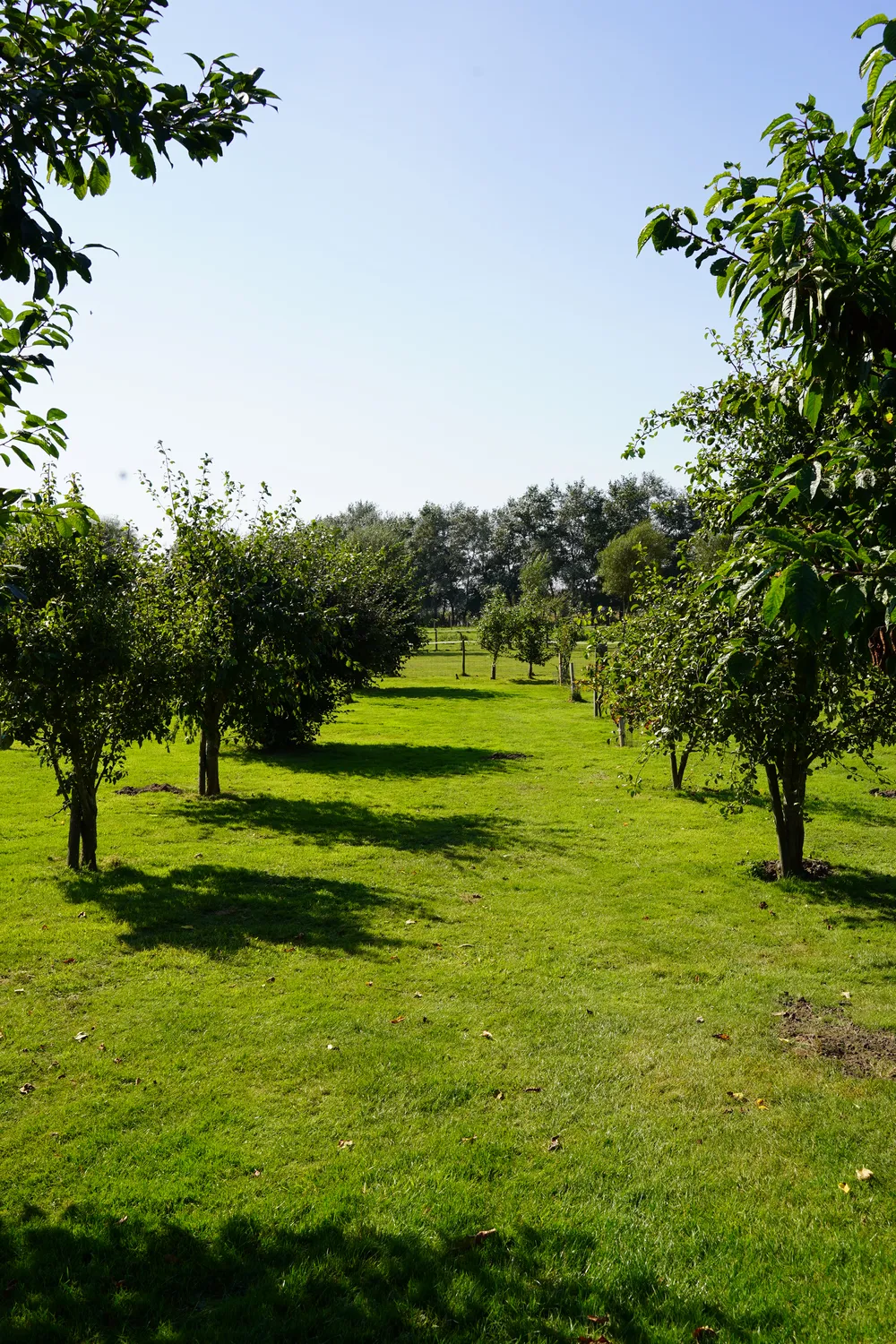 The farm's orchard
